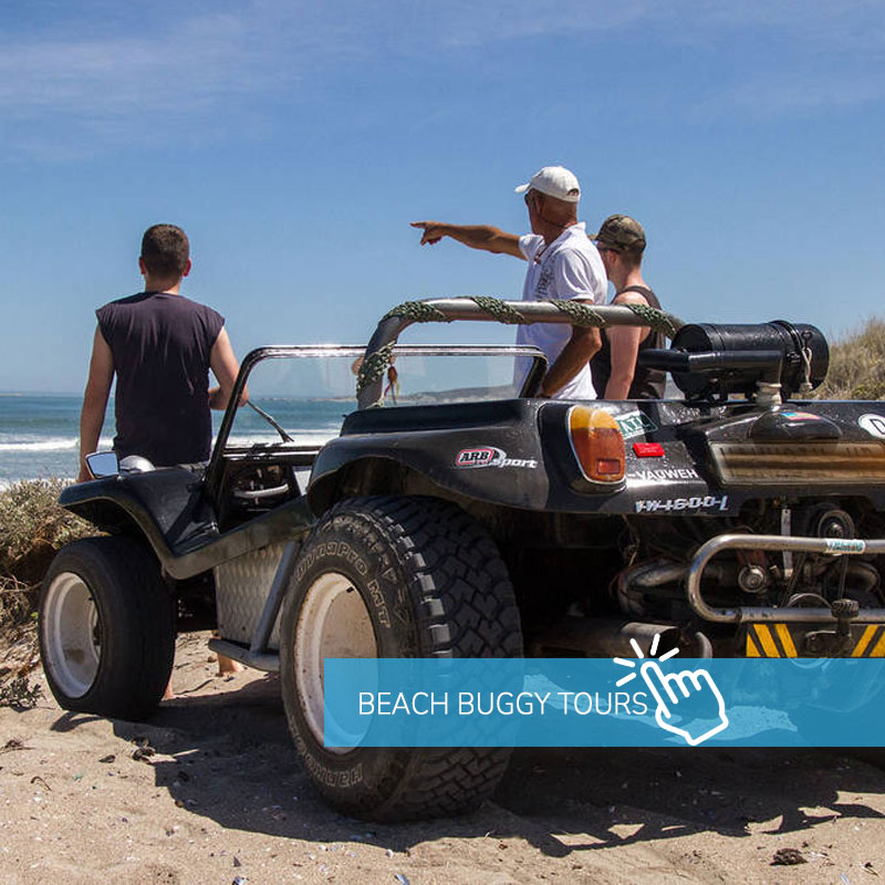 Beach Buggy Fynbos Safari